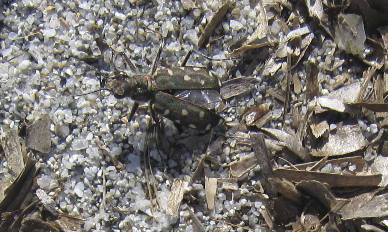 Cicindela? - Calomera littoralis ssp. fiorii